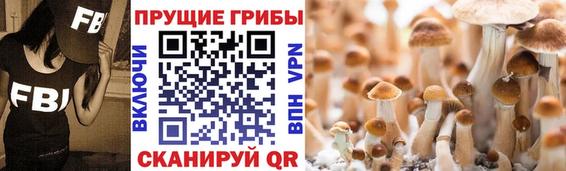 Галлюциногенные грибы Psilocybine cubensis  Руза 